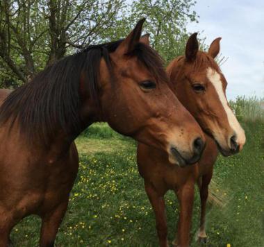 Chambres D'Hotes De Charme A La Ferme Freysz Quatzenheim Zewnętrze zdjęcie